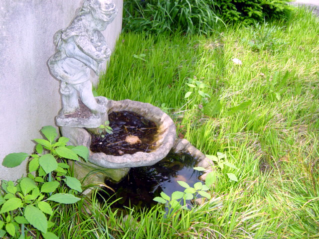 Description: Albopictus habitat fountain