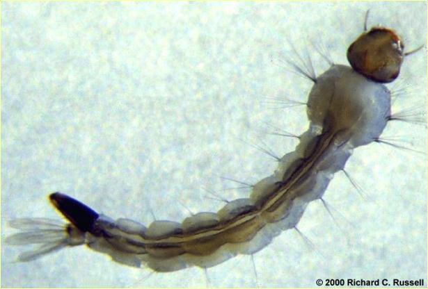 Description: Description: albopictus larvae